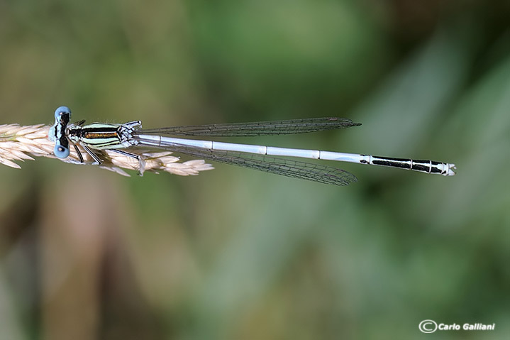 platycnemis latipes